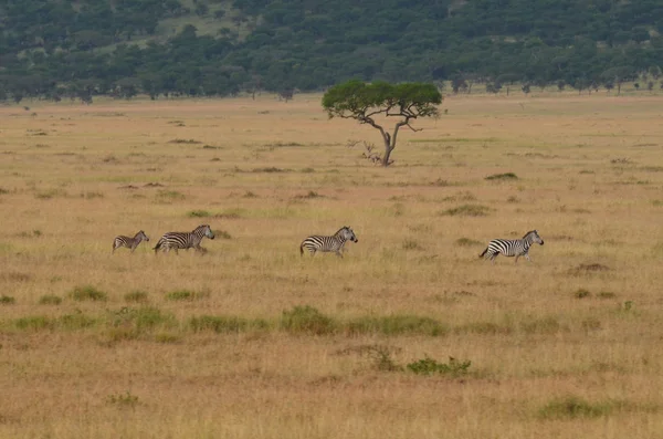 A herd of zebras  running  in the savannah at Serengeti National Park