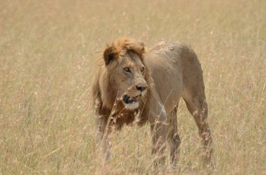 Tanzanya'daki Serengeti Ulusal Parkı gölgede arayışı içinde yavaş yavaş yürüyen bir aslan