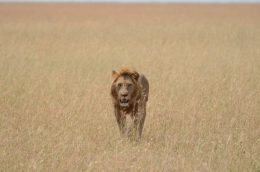 Tanzanya'daki Serengeti Ulusal Parkı gölgede arayışı içinde yavaş yavaş yürüyen bir aslan
