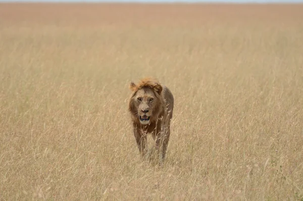 Um leão caminhando lentamente em busca de sombra no parque nacional Serengeti na tanzânia — Fotografia de Stock