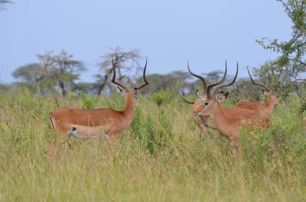 Gazelles impala en el Parque Nacional Serengeti en Tanzania —  Fotos de Stock