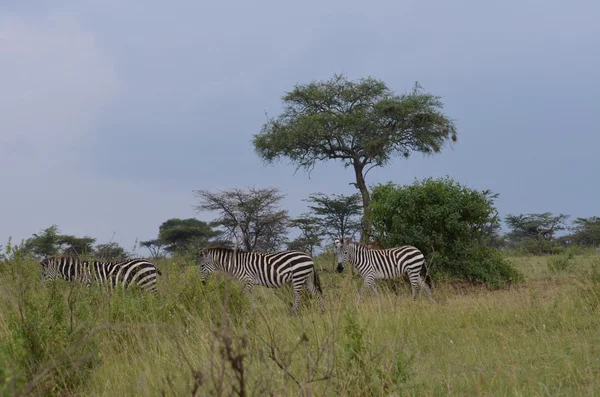 Manada de cebras en el Parque Nacional del Serengeti en Tanzania — Foto de Stock