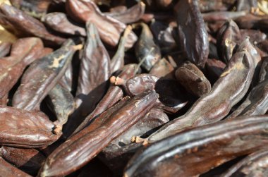 Zingaro doğal rezerv Trapani Sicilya İtalya yetiştirilen keçiboynuzu