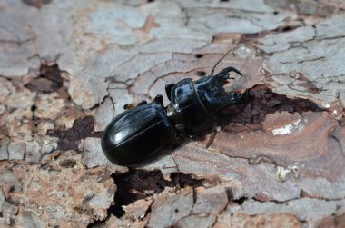 Lucanus cervus stag beetle Akdeniz pinewook