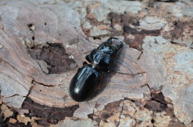 Lucanus cervus stag beetle Akdeniz pinewook