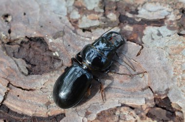 Lucanus cervus stag beetle Akdeniz pinewook