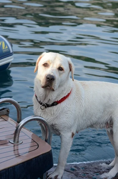 Labrador Retriever dog on the boat in the sea