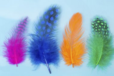 Mavi arka plan üzerinde renkli tüyler