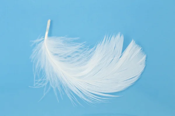 Beyaz tüy mavi üzerinde