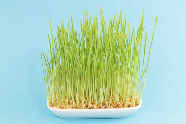 Groene tarwe planten — Stockfoto