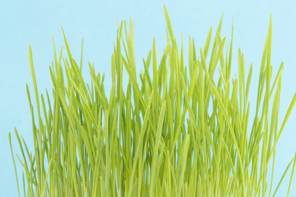 그린 밀 식물 — 스톡 사진