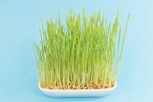 Green wheat plants Stock Picture