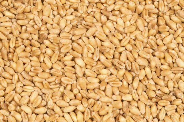 Фон зерна пшениці — стокове фото