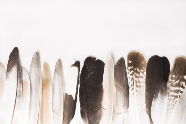 Beyaz çeşitli tüyler