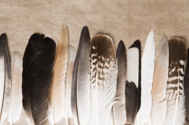 Çeşitli tüyler arka plan