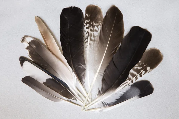 다양 한 깃털 배경 — 스톡 사진