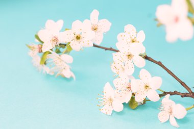 witte voorjaar bloeien