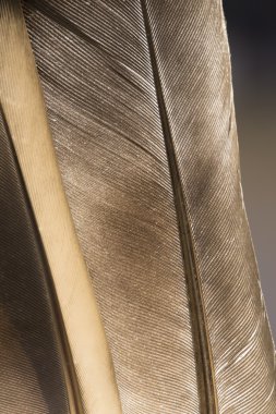 Güvercin tüyü doku