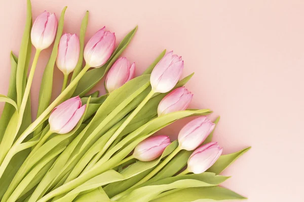Рожеві тюльпани фону — стокове фото