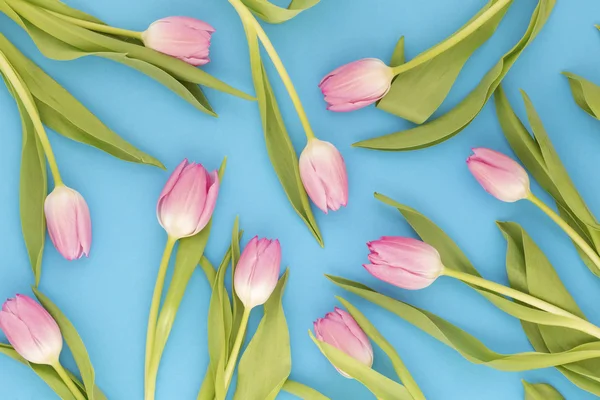 Tulipanes rosados en azul — Foto de Stock