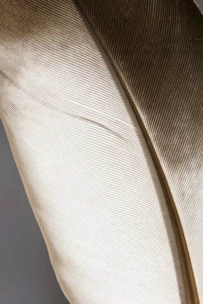 Textur der Taubenfedern — Stockfoto