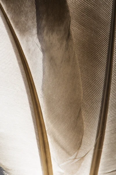 Güvercin tüyü doku