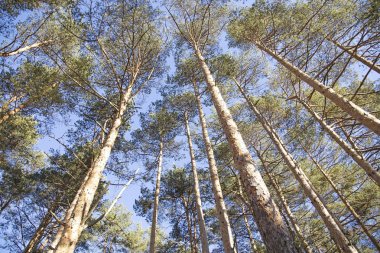 En iyi ağaç arka plan