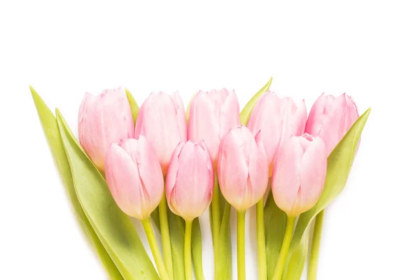 Рожеві тюльпани крупним планом — стокове фото
