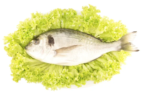 Doradă cu salată verde — Fotografie, imagine de stoc