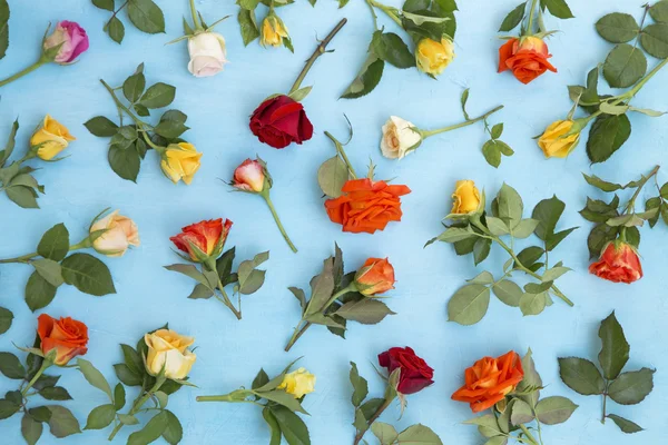 Colorful roses background — Stock Photo, Image