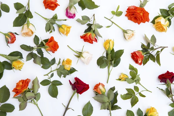 Colorful roses background — Stock Photo, Image