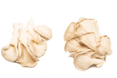 istiridye mantar beyaz