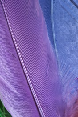 Yapay renkli tüyler