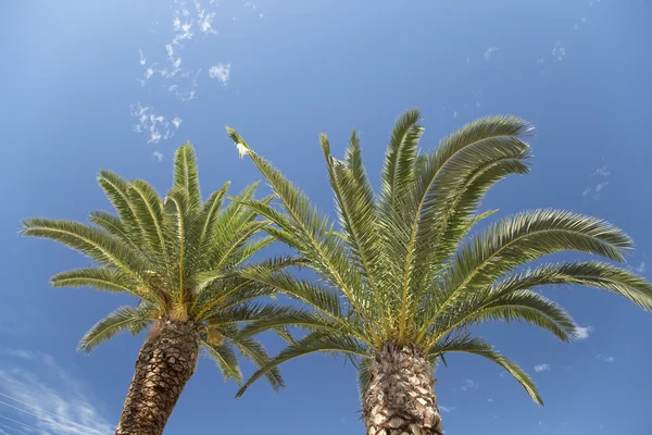 Palmbomen over hemel — Stockfoto