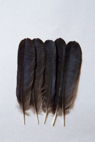 Black Raven Feathers Gray Background — Stock Photo, Image