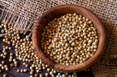 Zeytin ağacının içinde kişniş tohumları