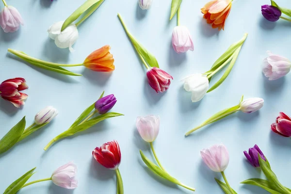 Patrón Tulipanes Coloridos Sobre Fondo Azul — Foto de Stock