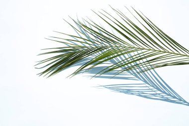 Mavi arka planda gölgesi olan palmiye yaprağı