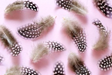 Pembe arkaplanda tüyler