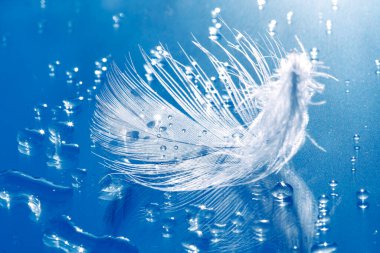 Mavi cam zemin üzerinde tek tüy