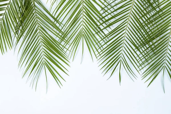 Mavi arkaplanda palmiye yaprakları