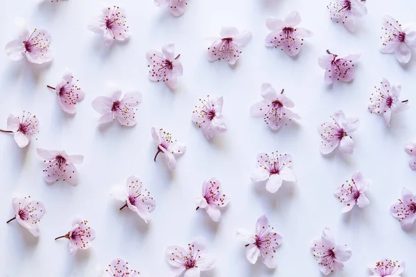 Sakura Flowers Pattern Background — Stock Photo, Image