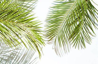 Gölgelerle dolu palmiye yaprakları