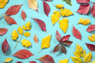 Mavi arkaplanda sonbahar yaprakları