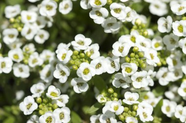 beyaz çiçekler arka plan