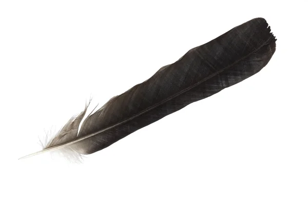 Black feather Stock Image