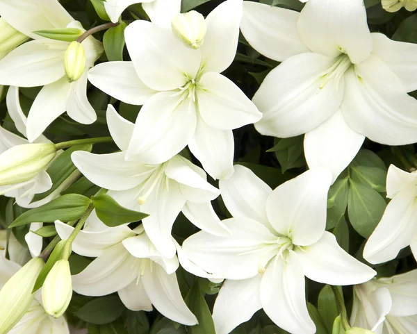 White lilies — Stock Photo, Image