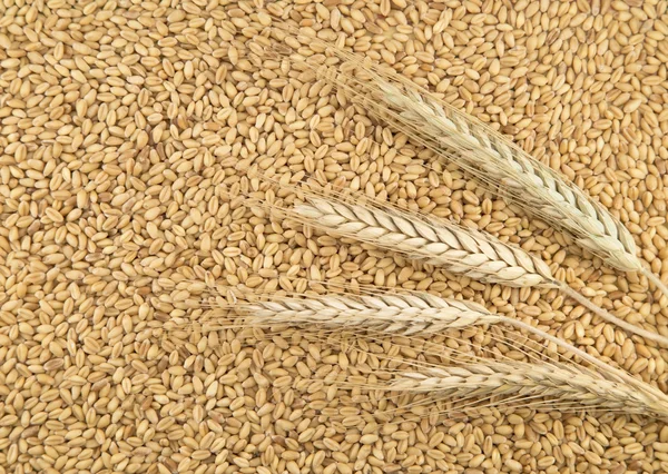 Wheat background — Stock Photo, Image