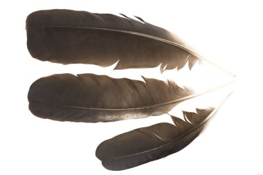 tüyleri raven