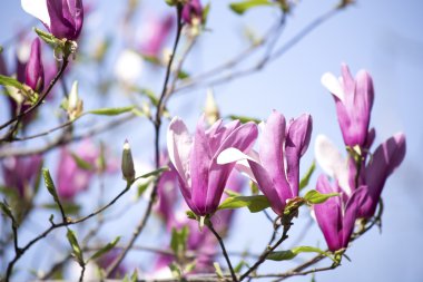 çiçek açan Manolya